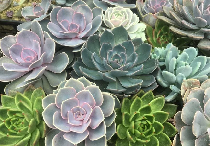 Close-up of assorted rosette succulents in green, blue and pink tones packed together