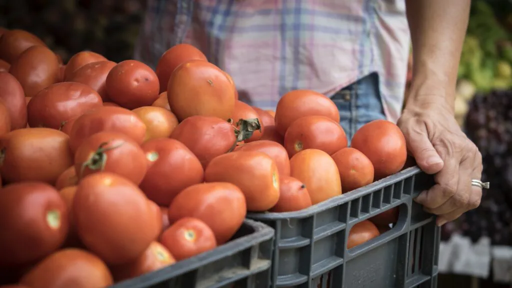 Person in a plaid shirt lifting a crate piled with fresh red tomatoes at a produce market