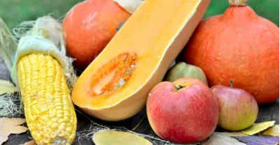 Halved butternut squash, corn, apples and orange pumpkins on fallen autumn leaves