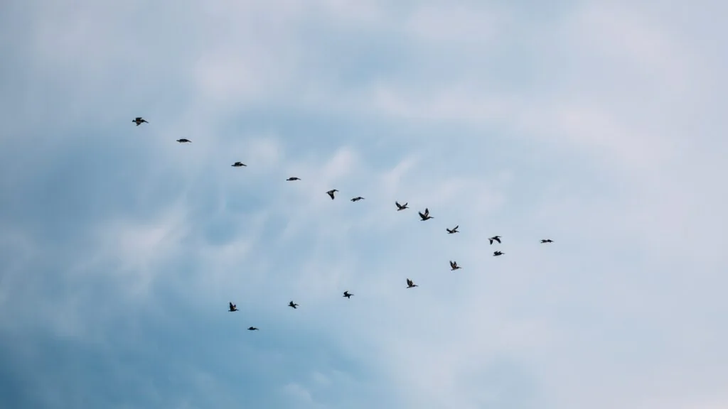 Flock of geese flying in a V formation across a pale cloudy sky