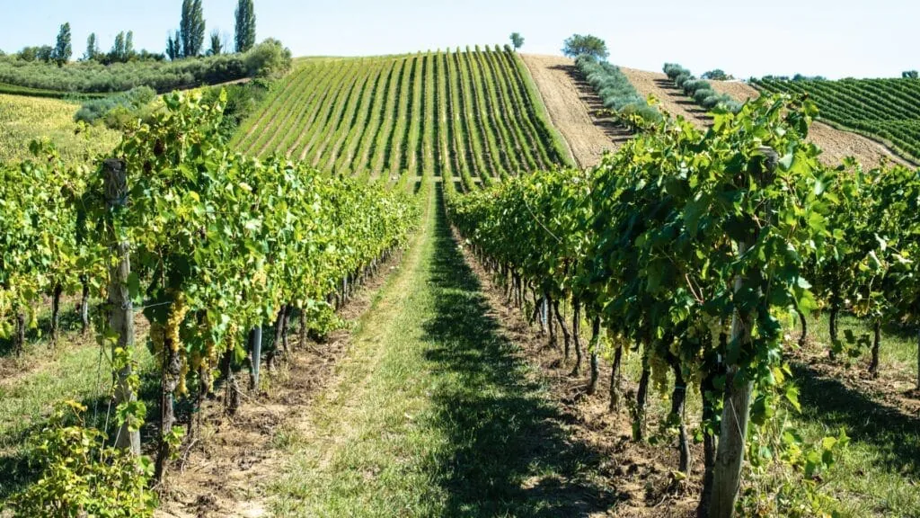 Rows of grapevines running up a sunny hillside vineyard