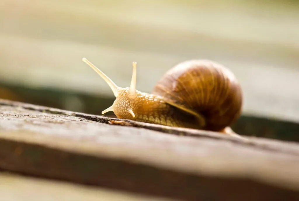 Close-up of a garden snail crawling slowly along the edge of a wooden plank