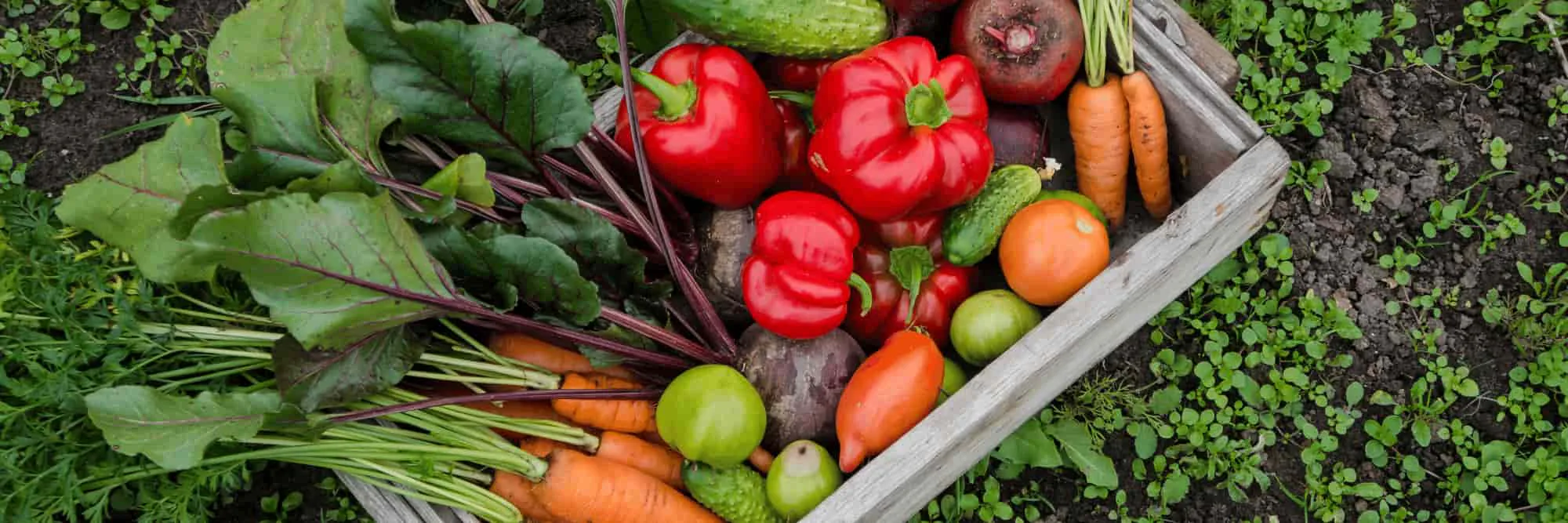 Wooden crate of freshly picked peppers, carrots, beets, cucumbers and tomatoes on the grass