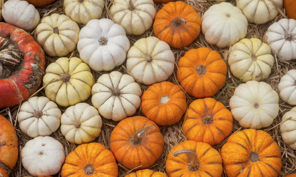Rows of small orange and white pumpkins and gourds resting on straw