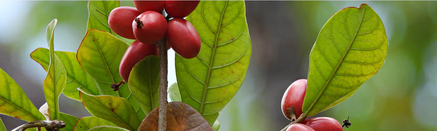Small red miracle berries ripening among glossy green leaves on a branch